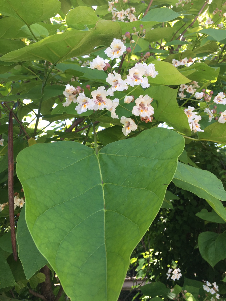 Catalpa